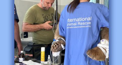 Dental surgery on rescued bear a success